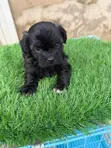 Female Purebred Lhasa Apso Puppy (0-1 Month) - 4