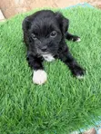 Female Purebred Lhasa Apso Puppy (0-1 Month) - 5