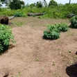 Fertile Farmland for Sale in Age Mowo - 1