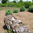 Fertile Farmland for Sale in Age Mowo - 2