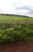 10 Plot na Filin Noma a Damishi Village - 2