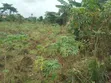 17 Plots of Land for Sale, Rumuagholu Rd, Near New Airport Rd - 3