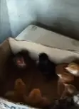 Sabis na Baje Kwai - 1