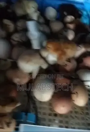 Egg Hatching Services