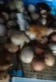 Sabis na Baje Kwai - 2