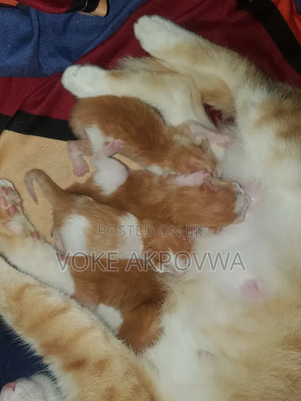 1-3 Month Male Purebred American Shorthair Kitten - 1