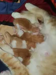 Kare 1-3 Watan Namiji Mai Tsarki na American Shorthair - 1