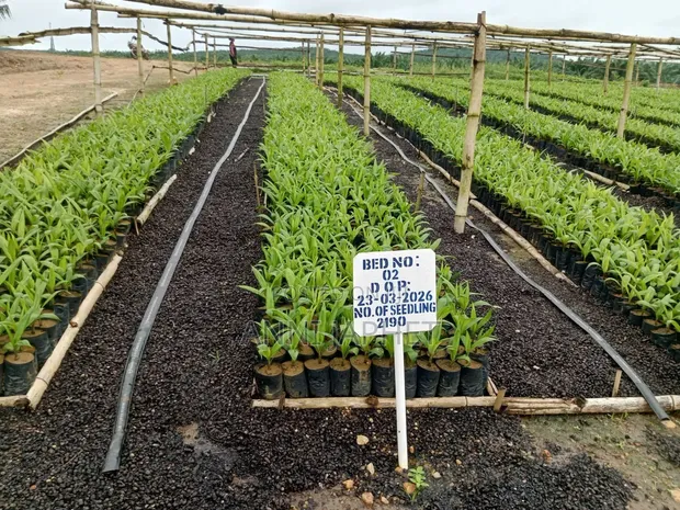 Palm Farm for Sale, Abeokuta - 1