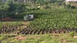 Palm Farm for Sale, Abeokuta - 2