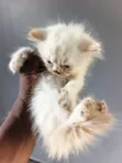 Kare-karen Persian Mai Tsarki (Mace, 1-3 Watan) - 2