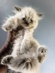 Kare-karen Persian Mai Tsarki (Mace, 1-3 Watan) - 3