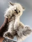 Kare-karen Persian Mai Tsarki - Mace, Watanni 1-3 - 1