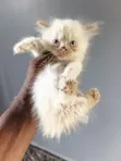 Kare-karen Persian Mai Tsarki - Mace, Watanni 1-3 - 2