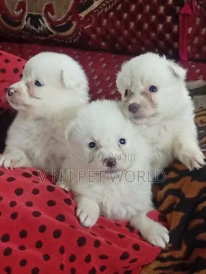Kare Mai Cika Watan 1-3 Yar Amurka Eskimo Mace