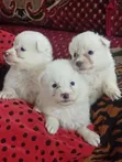 1-3 Month Old Female Purebred American Eskimo Puppy - 1