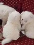 1-3 Month Old Female Purebred American Eskimo Puppy - 2