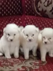 1-3 Month Old Female Purebred American Eskimo Puppy - 3