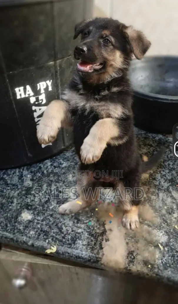 1-3 Month Male Purebred German Shepherd Puppy - 1