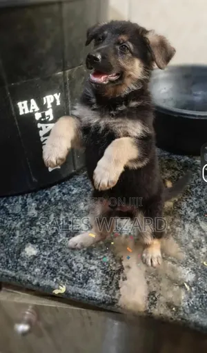 Diyar German Shepherd Mai Watanni 1-3 Namiji