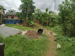 Filin Ƙasa da Shinge, Gidan Da Aka Rufe da Ƙananan Flats a Ayobo