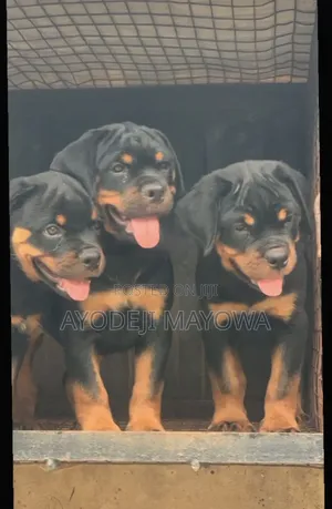 Female Purebred Rottweiler Puppy (1-3 Months)