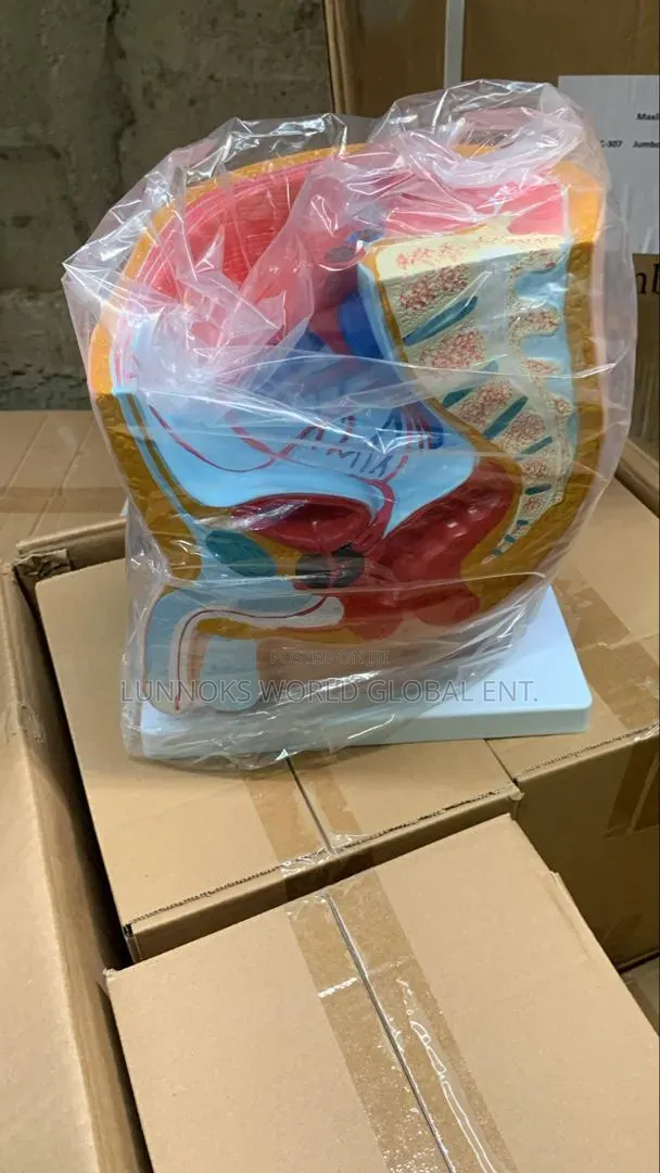 Male Reproductive System Model - Brand New - 1