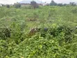 1 Plot Residential Land at Visionary Garden City Estate, Epe, Lagos - 2