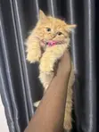 Female Purebred Persian Kitten (0-1 Month) - 1