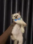 Female Purebred Persian Kitten (0-1 Month) - 2
