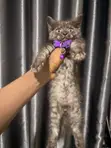 Female Purebred Persian Kitten (0-1 Month) - 3