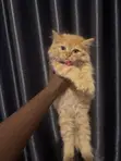 Female Purebred Persian Kitten (0-1 Month) - 4