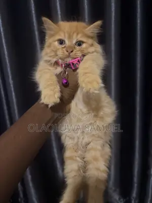 Female Purebred Persian Kitten (0-1 Month)