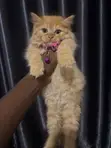 Female Purebred Persian Kitten (0-1 Month) - 5