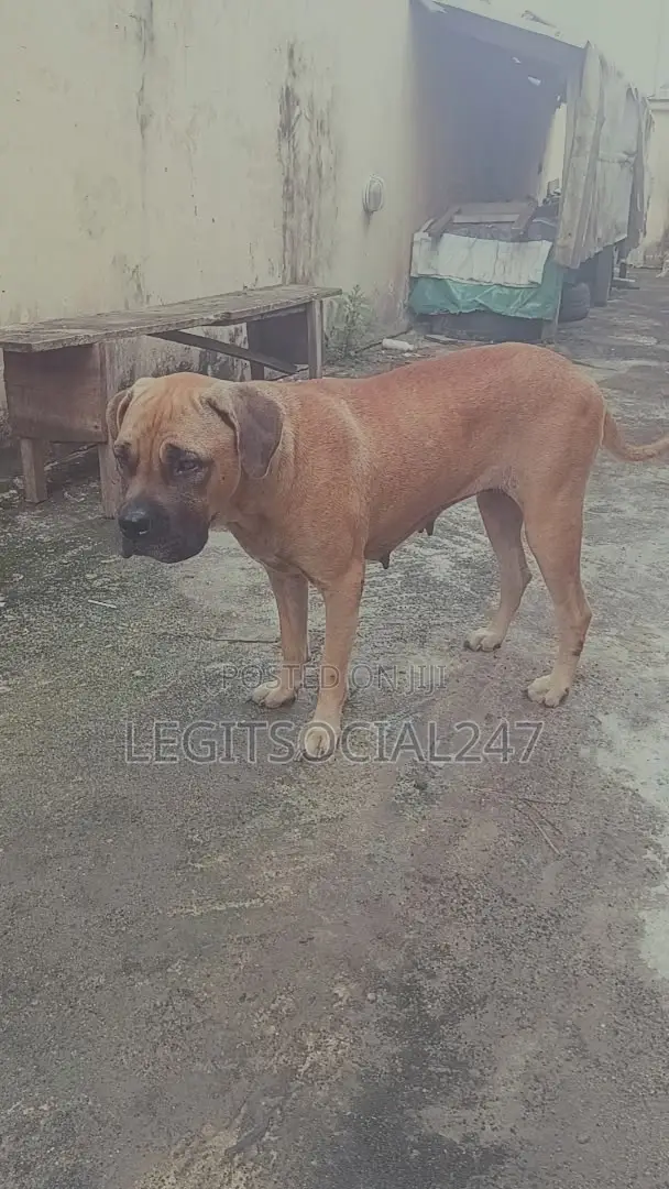 Purebred Boerboel Female (3-6 Months) & Male Pup (3 Months) - 1