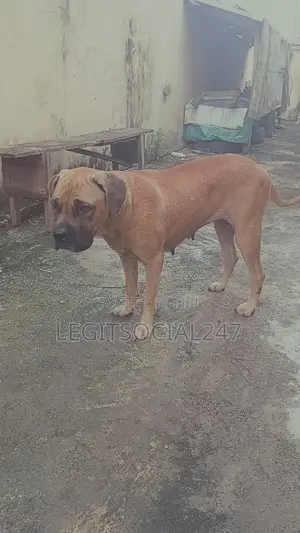 Purebred Boerboel Female (3-6 Months) & Male Pup (3 Months)