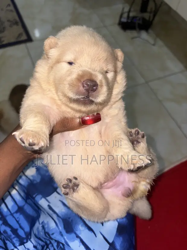 Purebred Female Chow Chow Puppy (0-1 Month) - 1
