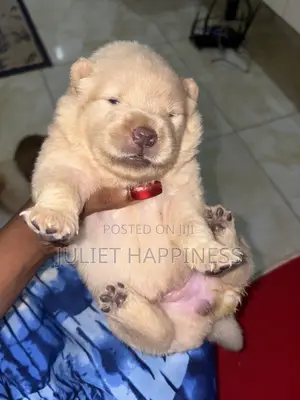 Purebred Female Chow Chow Puppy (0-1 Month)