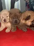 Purebred Female Chow Chow Puppy (0-1 Month) - 2
