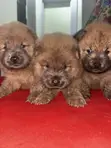 Purebred Female Chow Chow Puppy (0-1 Month) - 3