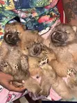 Purebred Female Chow Chow Puppy (0-1 Month) - 4