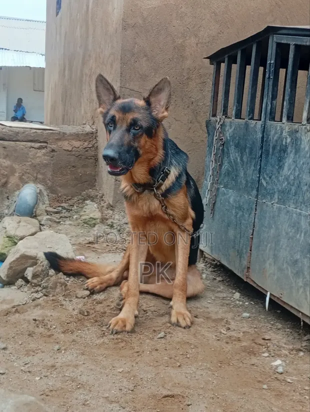 Purebred German Shepherd Male, 6-12 Months - 1