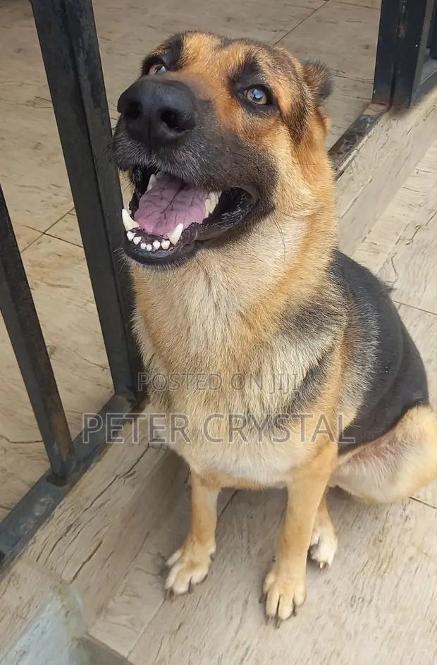 Purebred German Shepherd - 1+ Year Male - 1