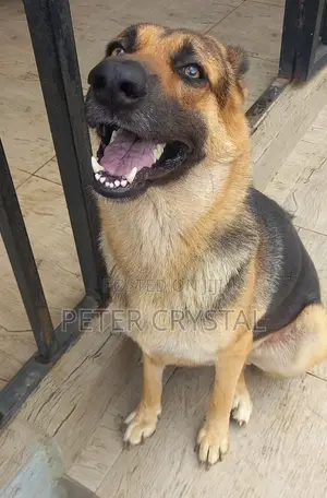 Purebred German Shepherd - 1+ Year Male