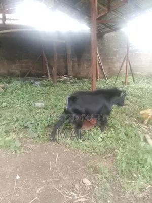 Healthy Male Goat
