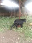 Healthy Male Goat - 1