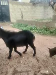 Healthy Male Goat - 2