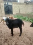Healthy Male Goat - 3