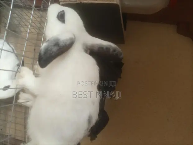 Rabbits for Sale - Male & Female - 1