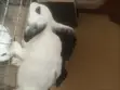 Rabbits for Sale - Male & Female - 1