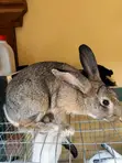 Rabbits for Sale - Male & Female - 2